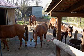Der Hof