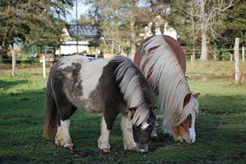 Die Ponys Die Ponys