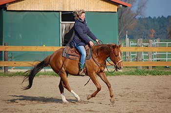 Training für Pferde